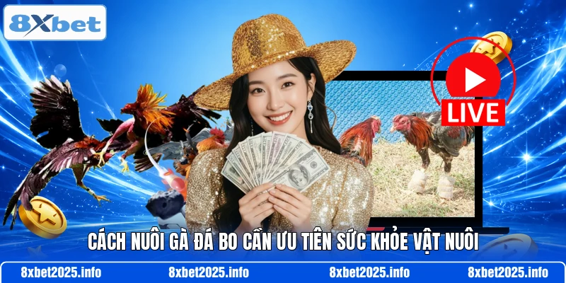 Cách nuôi gà đá bo cần ưu tiên sức khỏe vật nuôi