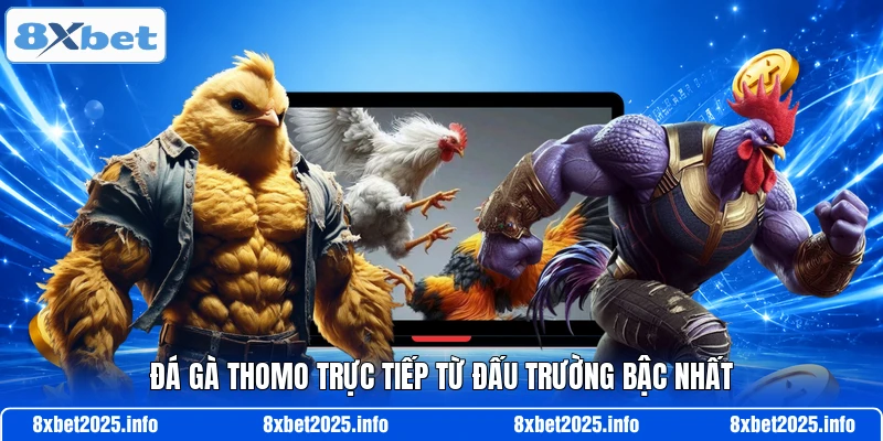 Đá gà thomo trực tiếp từ đấu trường bậc nhất